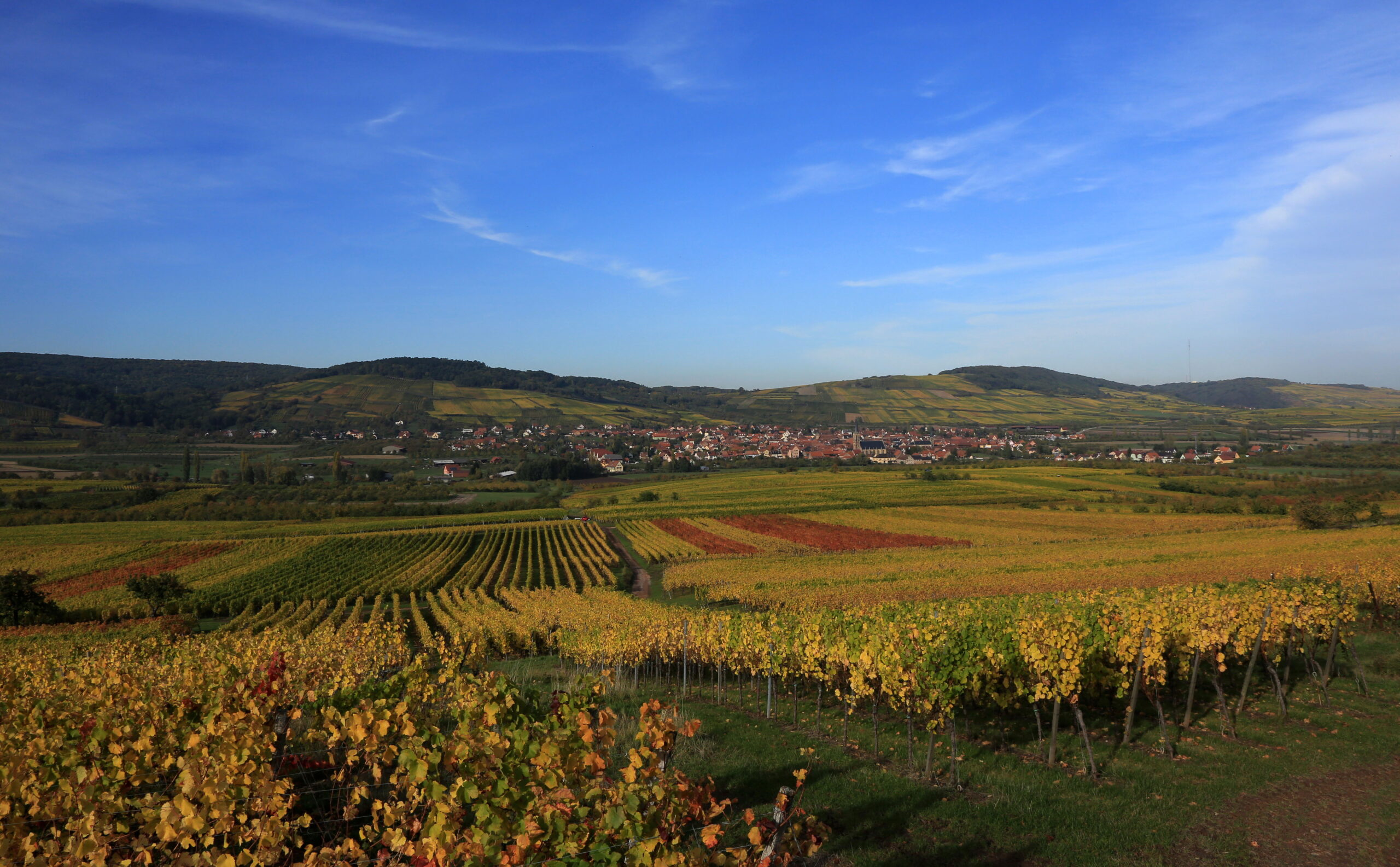 Weinbau im Norden von Straßburg - OPUS Kulturmagazin Weinbau im Norden von Straßburg - OPUS Kulturmagazin